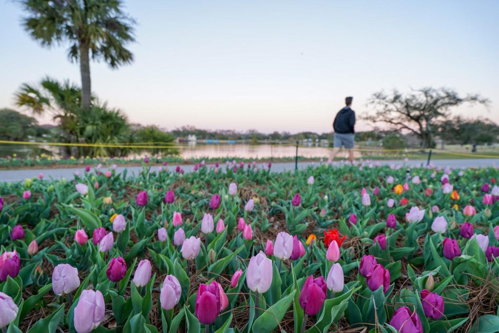 Stuff to Do in New Orleans for Free